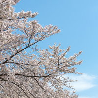 青空に映える満開の桜の枝の写真