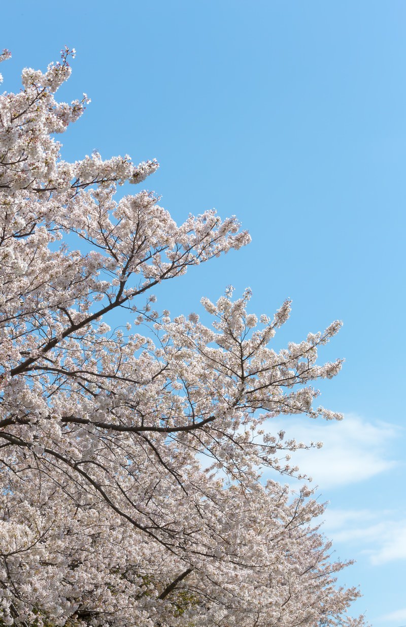 青空を背景に満開の桜の枝が白とピンクの花を咲かせて広がっている