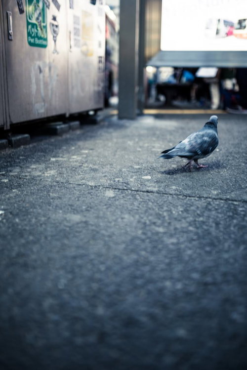 渋谷の歓楽街の雑踏を歩く野生の鳩