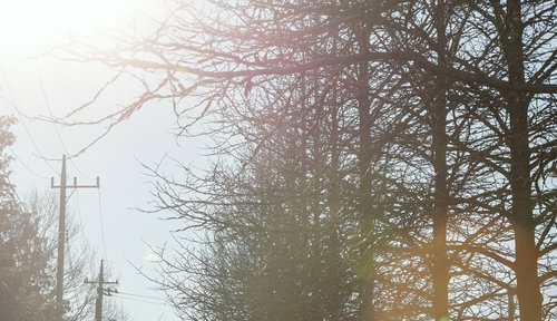 逆光で枝のシルエットが浮かぶ冬の並木