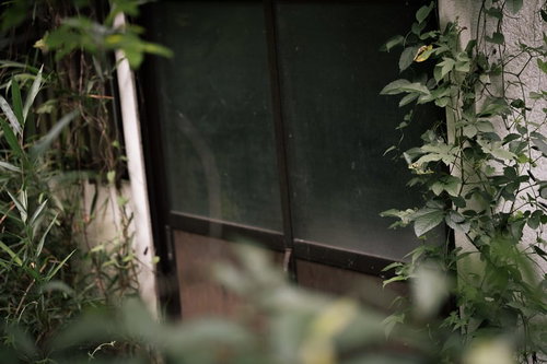 長い時間扉が閉まったままの古い民家 苔と蔦に覆われた廃墟の写真