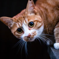 こちらを警戒し目を丸くする茶白猫の顔アップの写真