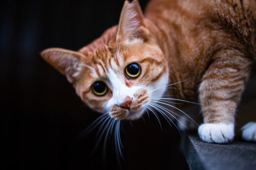 こちらを警戒し目を丸くする茶白猫の顔アップの写真