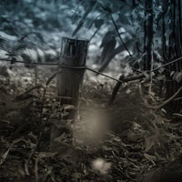 暗く不気味な山道を進む老朽化した電柱と枯れた草木の写真