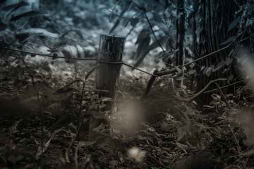 暗く不気味な山道を進む老朽化した電柱と枯れた草木