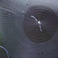 蜘蛛の巣の中心に潜む小さなクモの写真