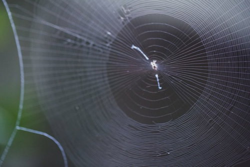 蜘蛛の巣に捕らえられた獲物のマクロ接写の写真