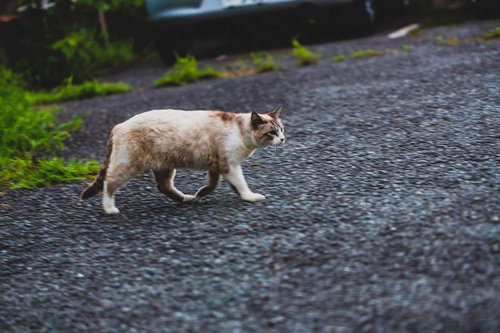 道路を歩く三毛猫、ちょっとそこ通りますよ