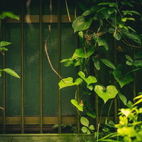 つるが伸びた不気味な格子窓と苔むした金属製の枠の写真