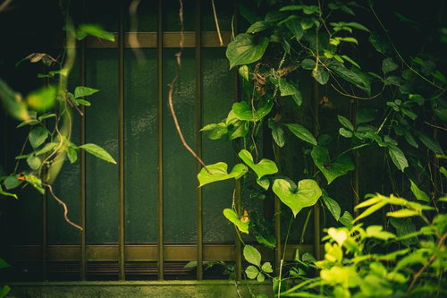 つるが伸びた不気味な格子窓と苔むした金属製の枠