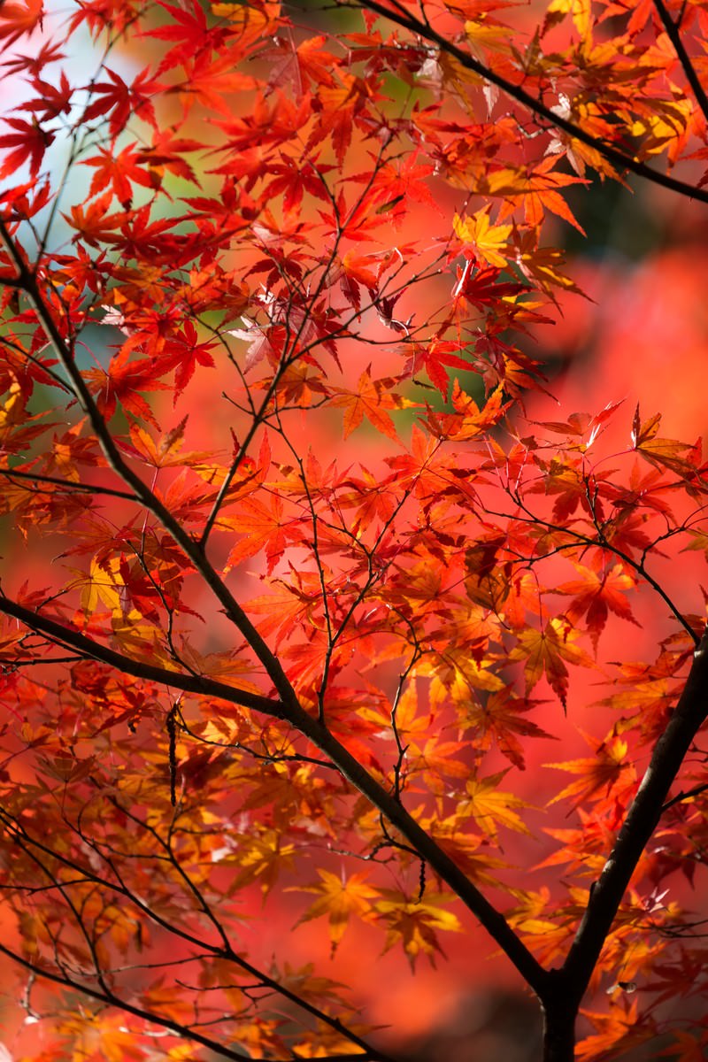 赤と黄に紅葉した樹の枝葉を下から見上げた様子