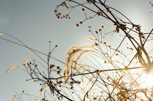 冬の野原で逆光に透ける枯草