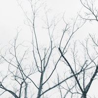冬の落葉で枝だけになった街路樹の写真