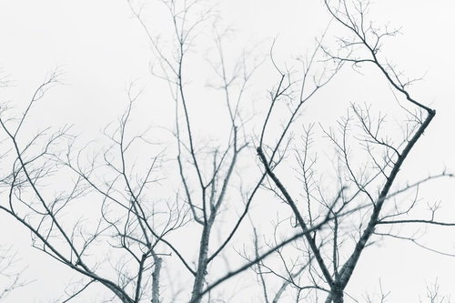冬の落葉で枝だけになった街路樹