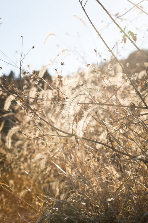 逆光に光る枯れた猫じゃらしの穂