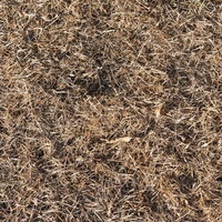 乾いた枯れ草が密集する枯れた芝のテクスチャーの写真