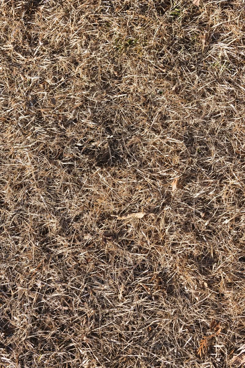 乾いた枯れ草が密集する枯れた芝のテクスチャー