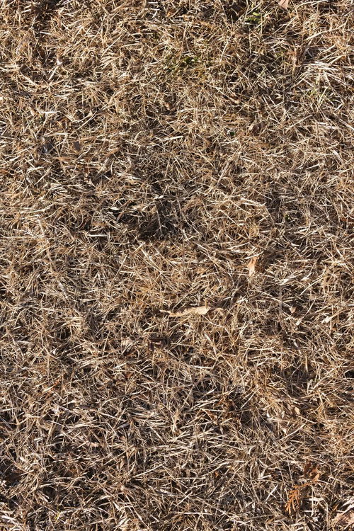 乾いた枯れ草が密集する枯れた芝のテクスチャー