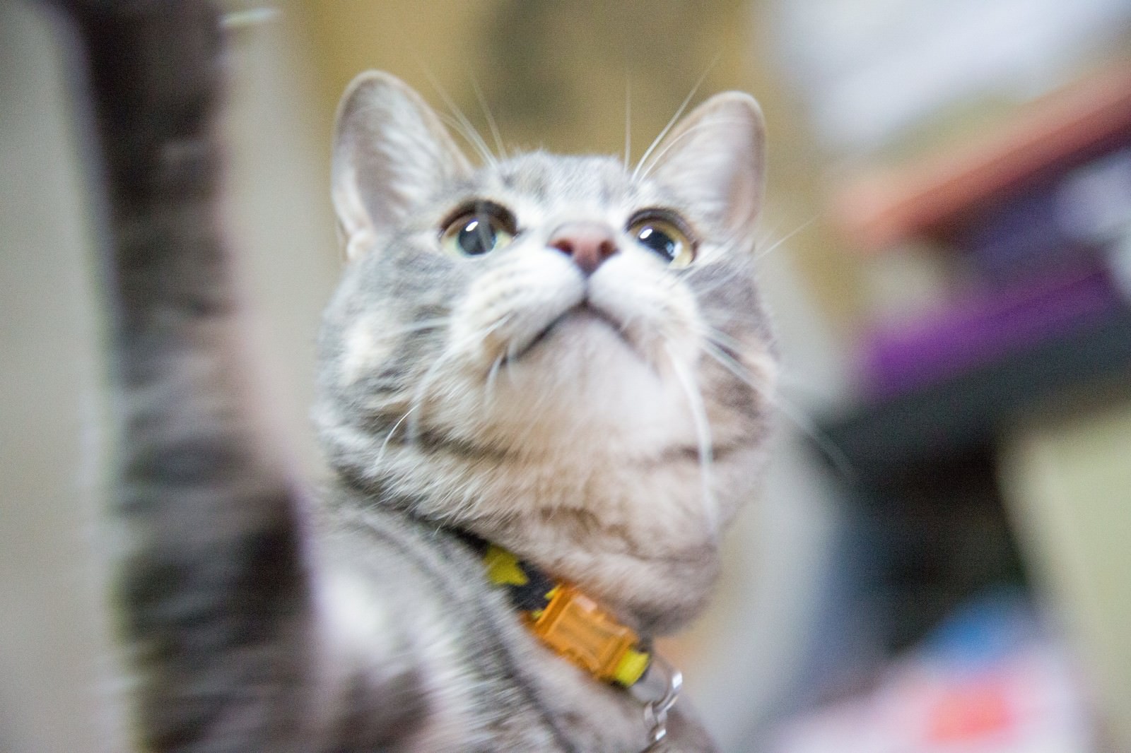 鈴付き首輪で上を見上げる縞模様の猫