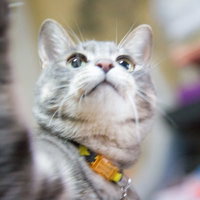 黄色い鈴付き首輪で青い目をして上を見上げる縞模様の猫の写真