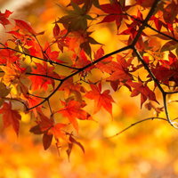 赤やオレンジに色づいた紅葉の枝の写真