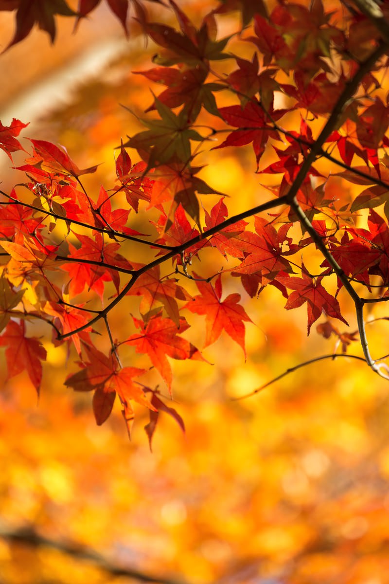 赤とオレンジに色づいた紅葉の枝