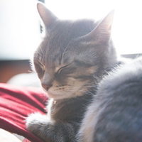 窓辺の日差しでうとうとする猫の写真