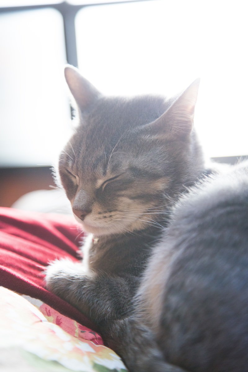 窓辺でうとうとするキジトラ猫