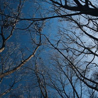 晴天の青空を背景に枝が伸びる葉のない冬の雑木林を見上げた写真の写真