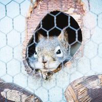 水色の金網の穴から顔を出すリスの接写の写真