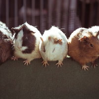 横一列に並んで座る5匹のモルモットの写真