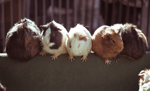 横一列に並んで座る5匹のモルモット