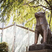 渋谷駅前のハチ公銅像と新緑のイチョウの木の写真