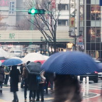 雨の日に多色の傘をさして横断歩道を渡る渋谷の大勢の人々の写真