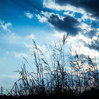 逆光でシルエットになった草の穂と送電鉄塔が見える夕方の河川敷の写真