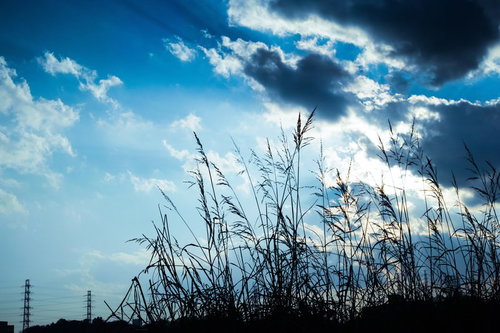 逆光でシルエットになった草の穂と送電鉄塔が見える夕方の河川敷