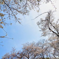 青空を背景に満開に咲く桜の木の写真