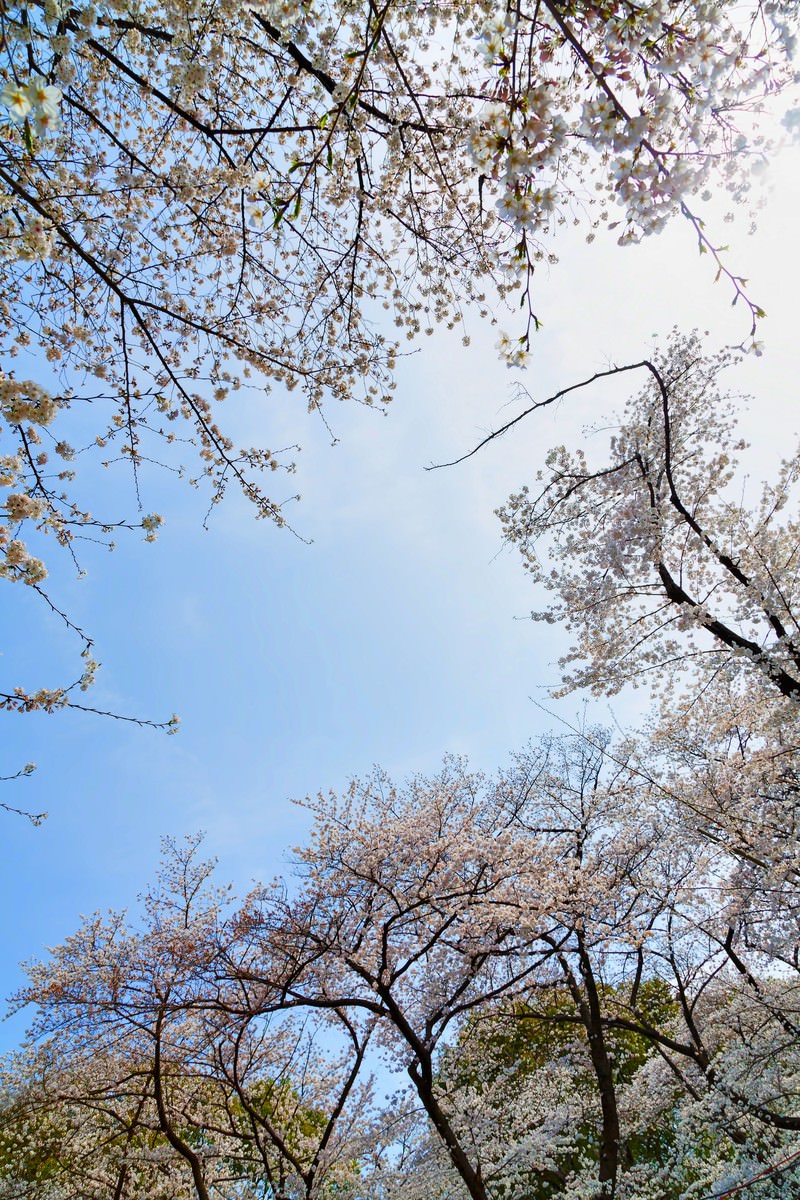青空の下で開花する桜の花を下から見上げた風景