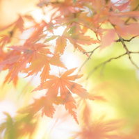 光の中で色づいたモミジの紅葉の写真