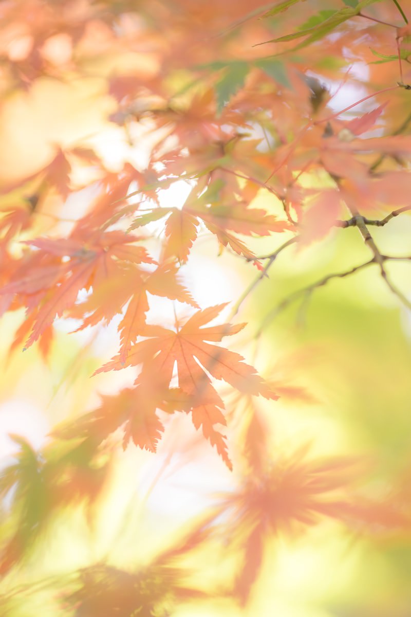 光の中で色づいたモミジの葉
