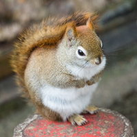 石の台の上で丸くなるリスの写真