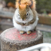 石の台の上で手を合わせて座るリスの写真