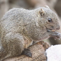 ヒマワリの種をかじるタイワンリスの写真