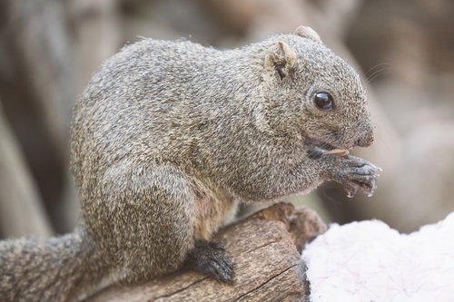 木の枝の上で前足を口元に寄せるタイワンリスの接写
