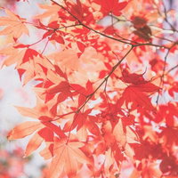 見上げた秋の紅葉とすがすがしい空の写真