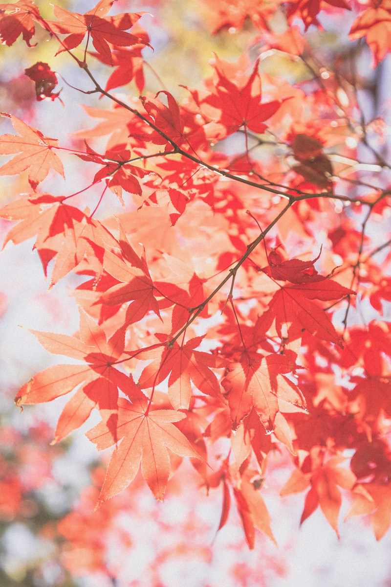 見上げたモミジの紅葉と空