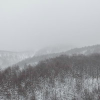 霧と雪雲に覆われた冬の針葉樹の山の写真