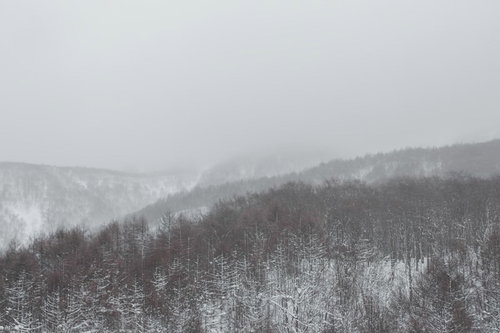 霧と雪雲に覆われた冬の針葉樹の山
