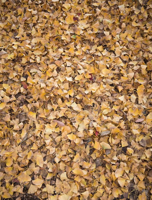 地面一面に広がる黄色いイチョウの扇形の落ち葉のテクスチャー