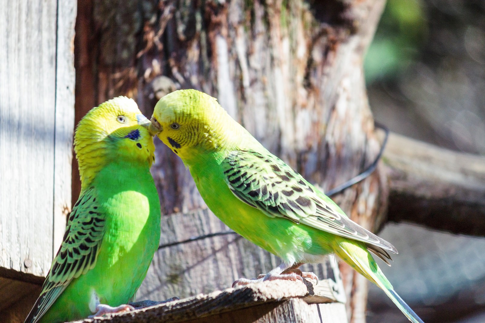 木の枝で向かい合う2羽のセキセイインコ